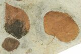 Wide Plate with Five Fossil Leaves (Four Species) - Montana #262356-4